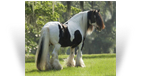 The Shogun Horse